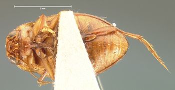 Media type: image;   Entomology 6015 Aspect: habitus ventral view